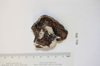 Media type: image;   Invertebrate Zoology HOL-940 Description: Preserved specimen.;